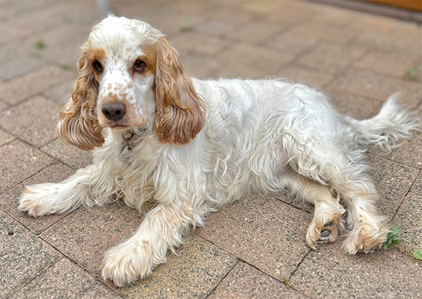 Maite vom Nikolausberg | English Cocker Spaniel vom Erfurter Kakteenhof