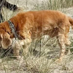 Spike 2025 | Cocker Spaniel vom Erfurter Kakteenhof