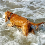 Spike 2025 | Cocker Spaniel vom Erfurter Kakteenhof