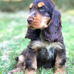 Duke Ellington als Welpe 2023 | English Cocker Spaniel